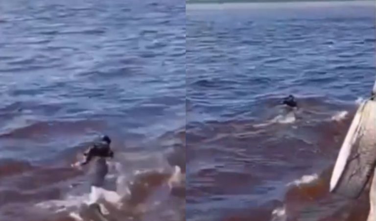 Búfalo é flagrado nadando no Rio Amazonas e surpreende passageiros de embarcação