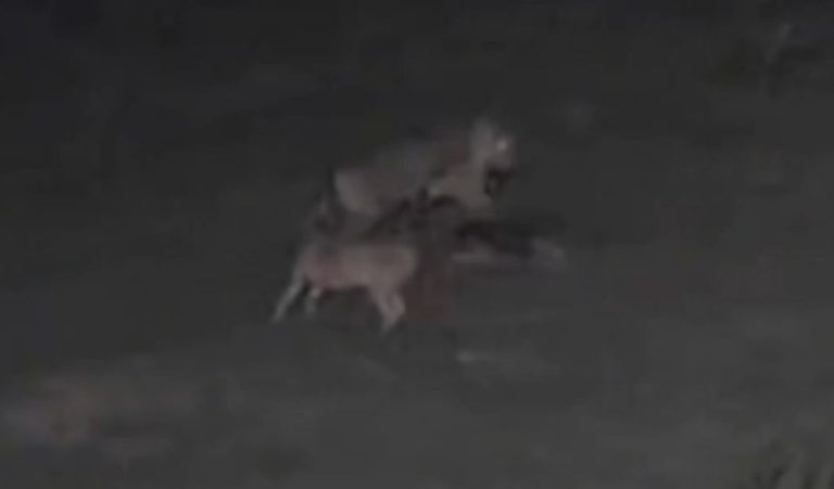 [Vídeo]: Onça invade propriedade, mata cachorro e deixa outro gravemente ferido no Amazonas