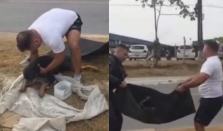 Polícia Militar resgata cachorro ferido após atropelamento na Zona Leste de Manaus