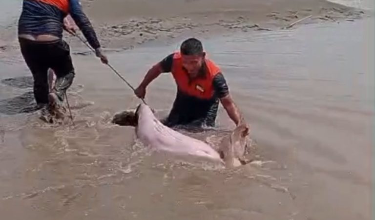 Boto-cor-de-rosa é resgatado após ficar encalhado no Rio Solimões no Amazonas